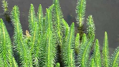 Hippuris vulgaris (Mare’s tail) - Marginal Pond Plants  - Pond Plants - Water Plants - OX008
