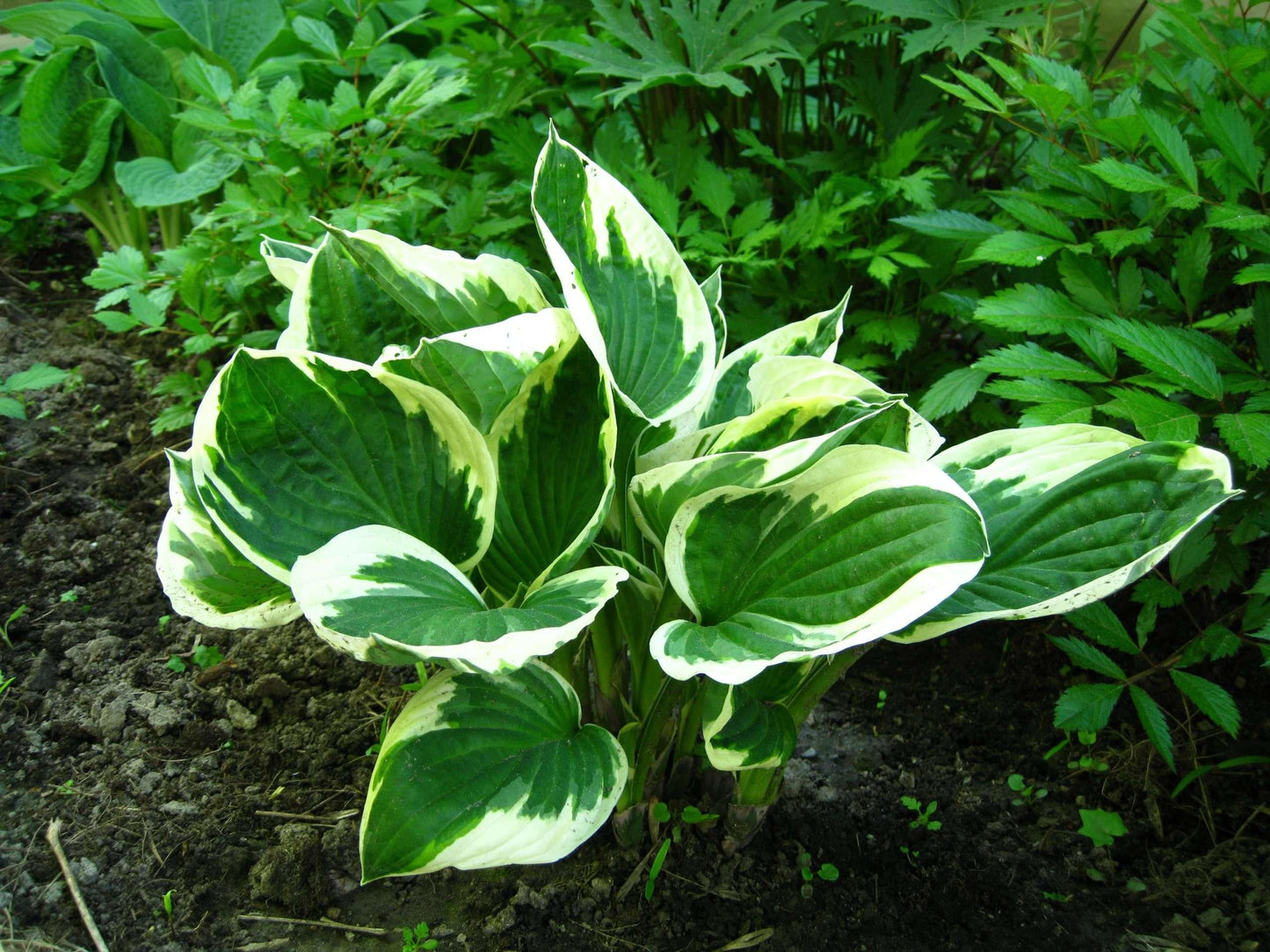 Hosta for. 'Patriot' - Marginal Pond Plants - BP047