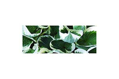 Hosta for. 'Patriot' - Marginal Pond Plants - BP047
