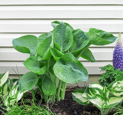 Hosta abiqua 'Drinking Gourd' - BP045 Packs