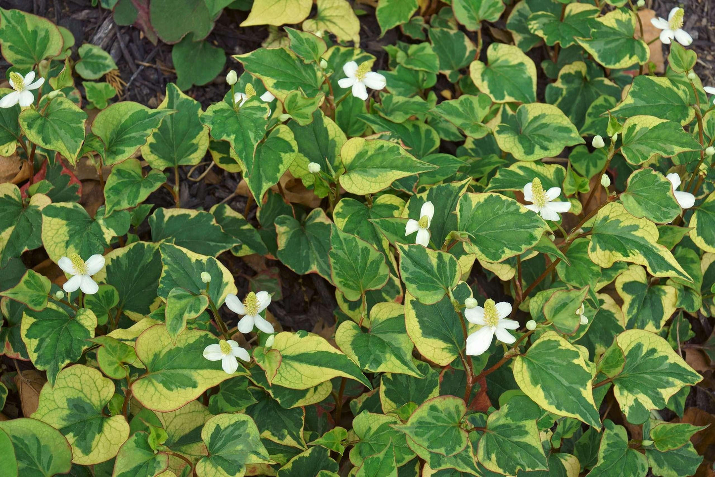 Houttuynia cordata ‘Boo Boo’ - Marginal Pond Plants - MP043
