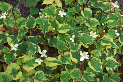 Houttuynia cordata 'Boo Boo' - MP043 Packs