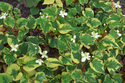 Houttuynia cordata 'Boo Boo' - MP043 Packs