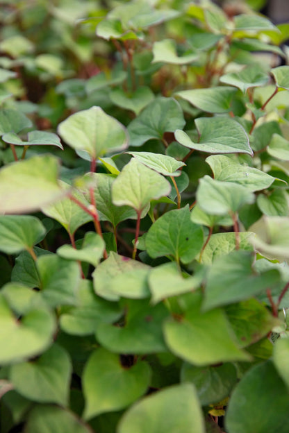 Houttuynia cordata ‘Plena’ (Orange peel plant) - MP045  Packs