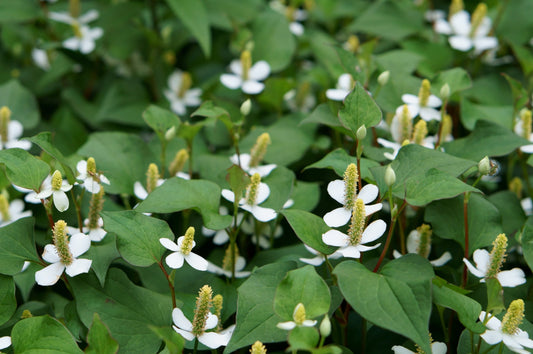 Houttuynia cordata ‘Plena’ (Orange peel plant) - MP045  Packs