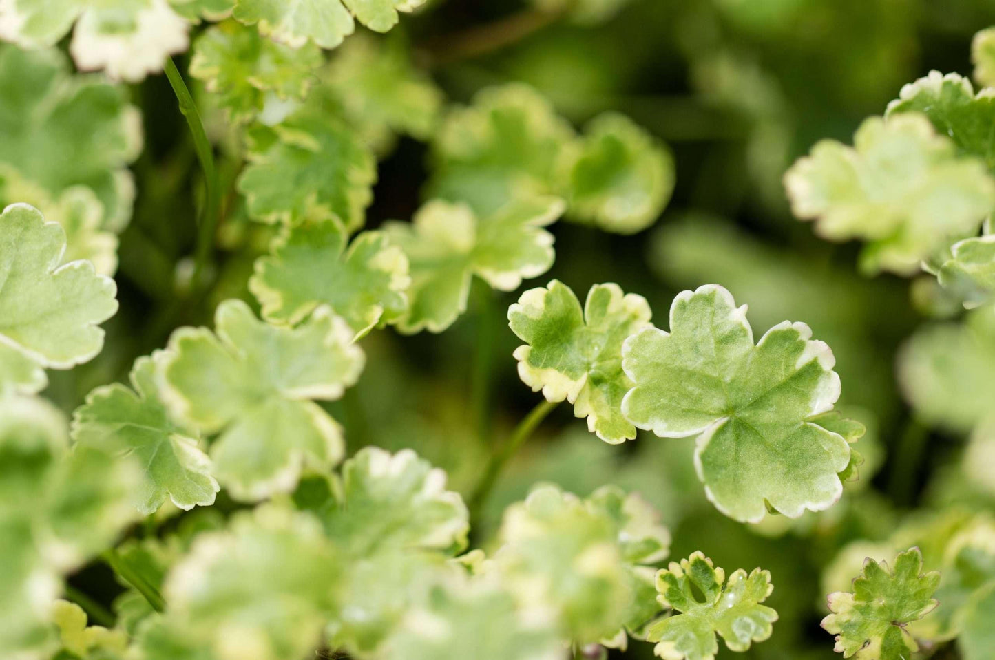 Hydrocotyle sibthorpioides variegata (Crystal confetti) - Marginal Pond Plants  - Pond Plants - Water Plants - OX011