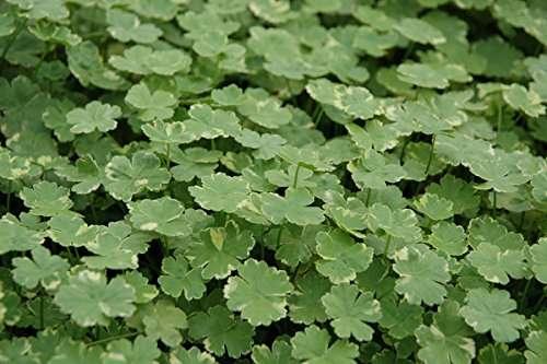 Hydrocotyle sibthorpioides variegata (Crystal confetti) - Marginal Pond Plants  - Pond Plants - Water Plants - OX011
