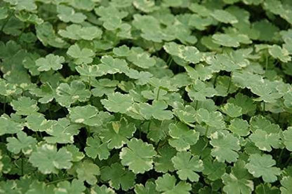 Hydrocotyle sibthorpioides variegata (Crystal confetti) - Marginal Pond Plants  - Pond Plants - Water Plants - OX011