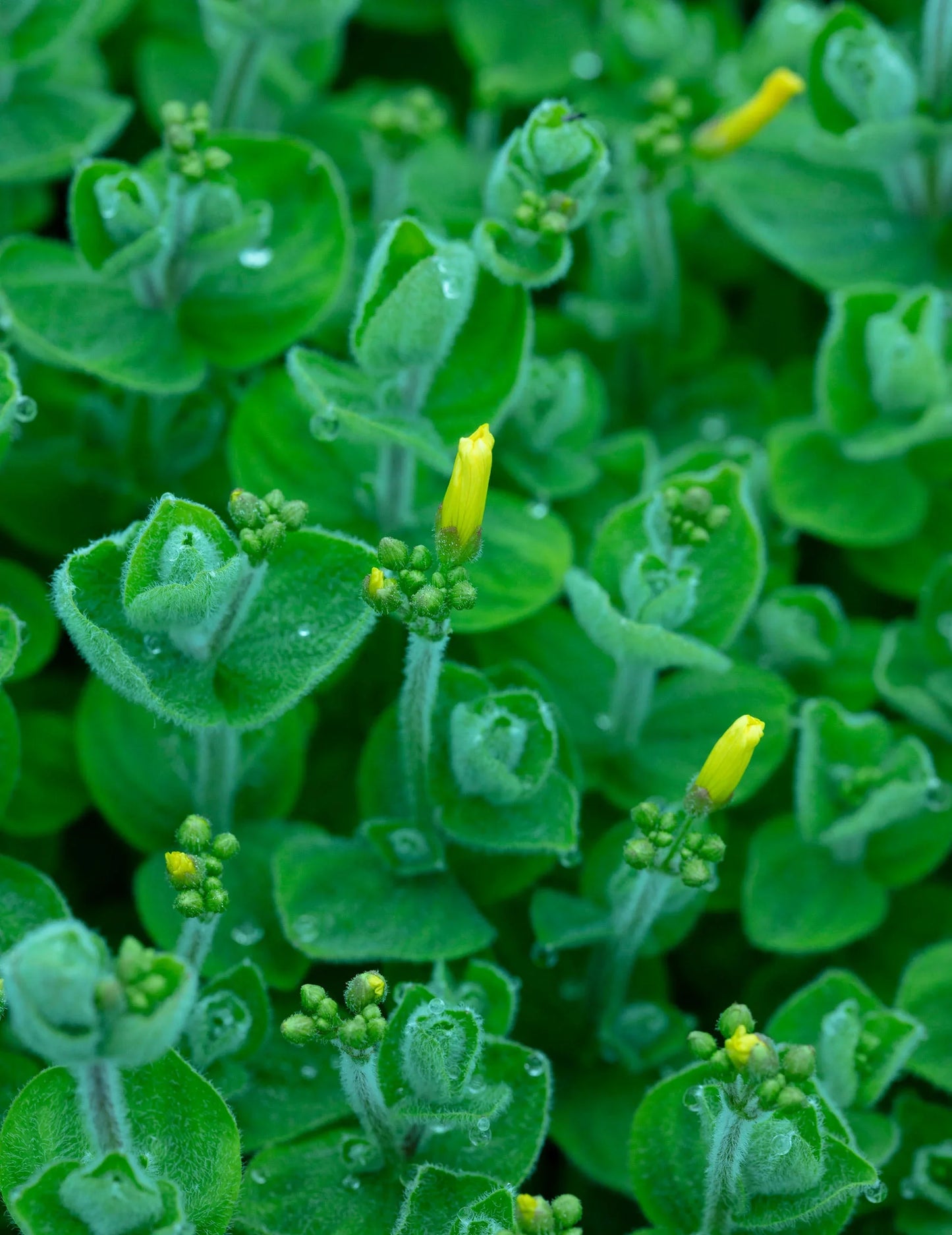 Hypericum Elodes - MP047 Packs