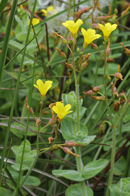 Hypericum elodes (Marsh St John’s Wort) - Marginal Pond Plants - MP047