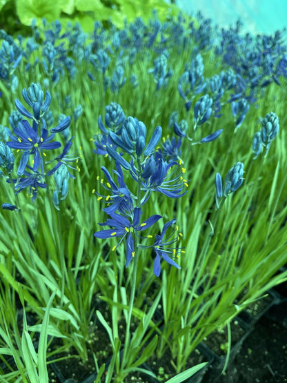 Camassia esculenta ‘Quamash’ - Marginal Pond Plant - BP020