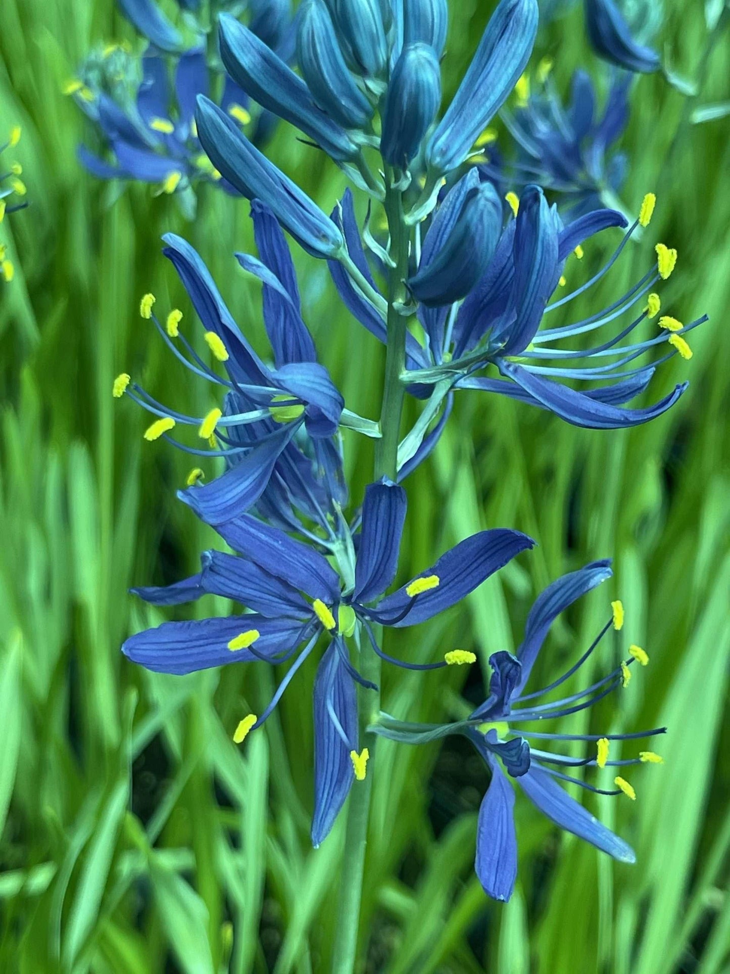 Camassia esculenta ‘Quamash’ - Marginal Pond Plant - BP020