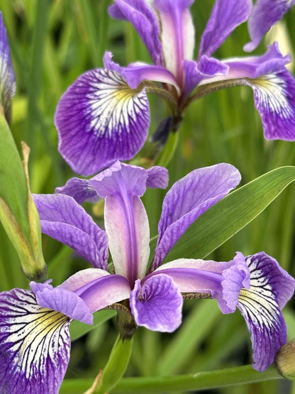 Iris versicolor (Blue flag or Poison flag) - Marginal Pond Plants - MP060