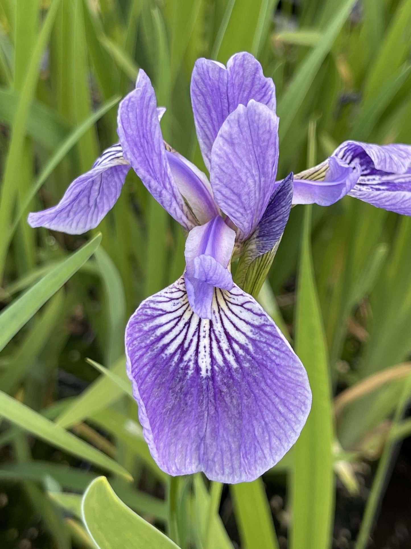 Iris versicolor (Blue flag or Poison flag) - Marginal Pond Plants - MP060