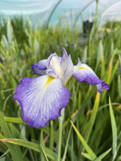 Iris ensata 'Gracieuse' - Marginal Pond Plants - BP060