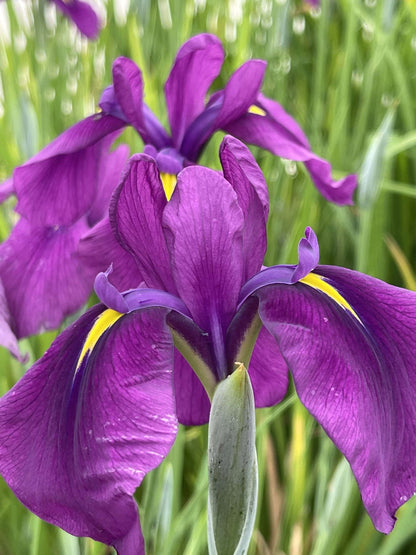 Iris ensata Ruby King - Marginal Pond Plants - BP067A