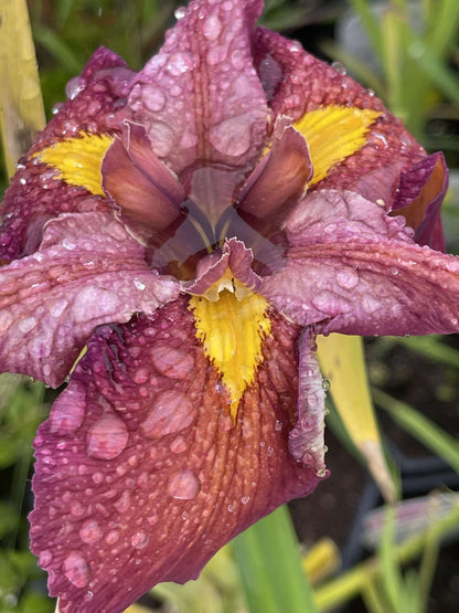 Iris louisiana 'Ann Chowning' - Marginal Pond Plants - MP050