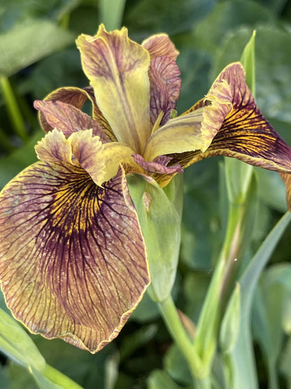 Iris pseudacorus 'Berlin Tiger' - Marginal Pond Plants - MP059