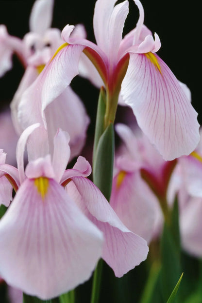 Iris ensata Darling - Marginal Pond Plants - BP053