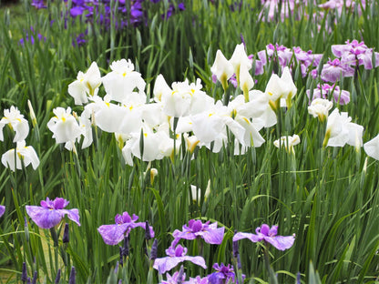Iris Ensata Dramatic Moment - Marginal Pond Plants - BP054