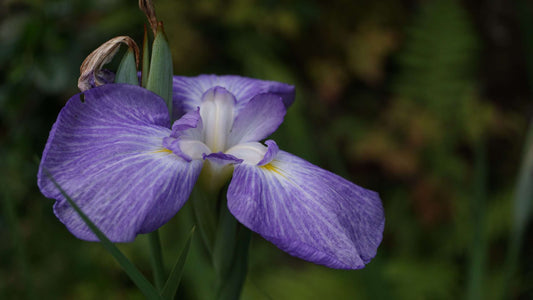 Iris ensata 'Gracieuse' - Marginal Pond Plants - BP060