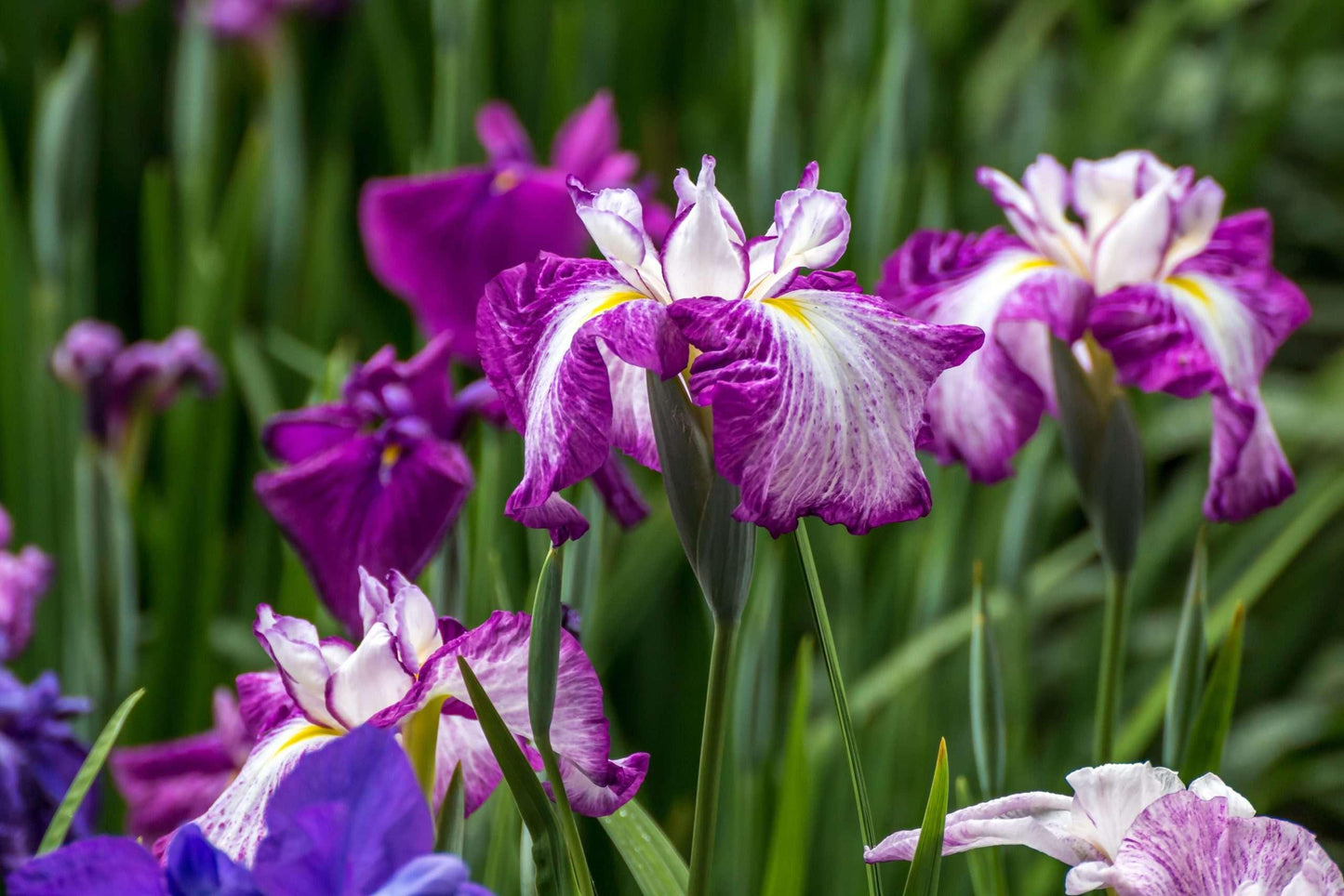 Iris ensata 'Harlequinesque' - Marginal Pond Plants - BP063
