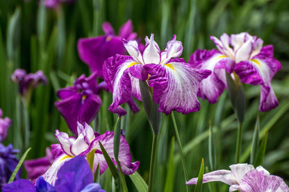 Iris ensata 'Harlequinesque' - Marginal Pond Plants - BP063