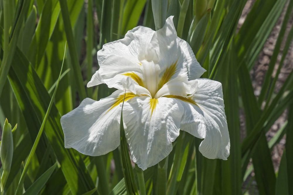 Iris Ensata "Freckled Geisha" - BP058 Packs