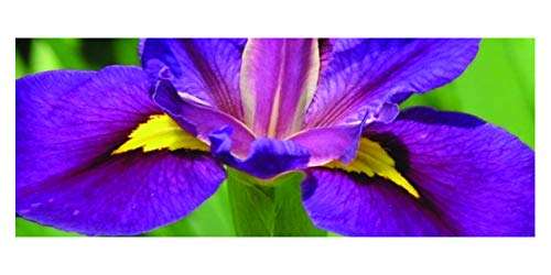 Iris louisiana ‘Pegaletta’ - Marginal Pond Plants - MP056