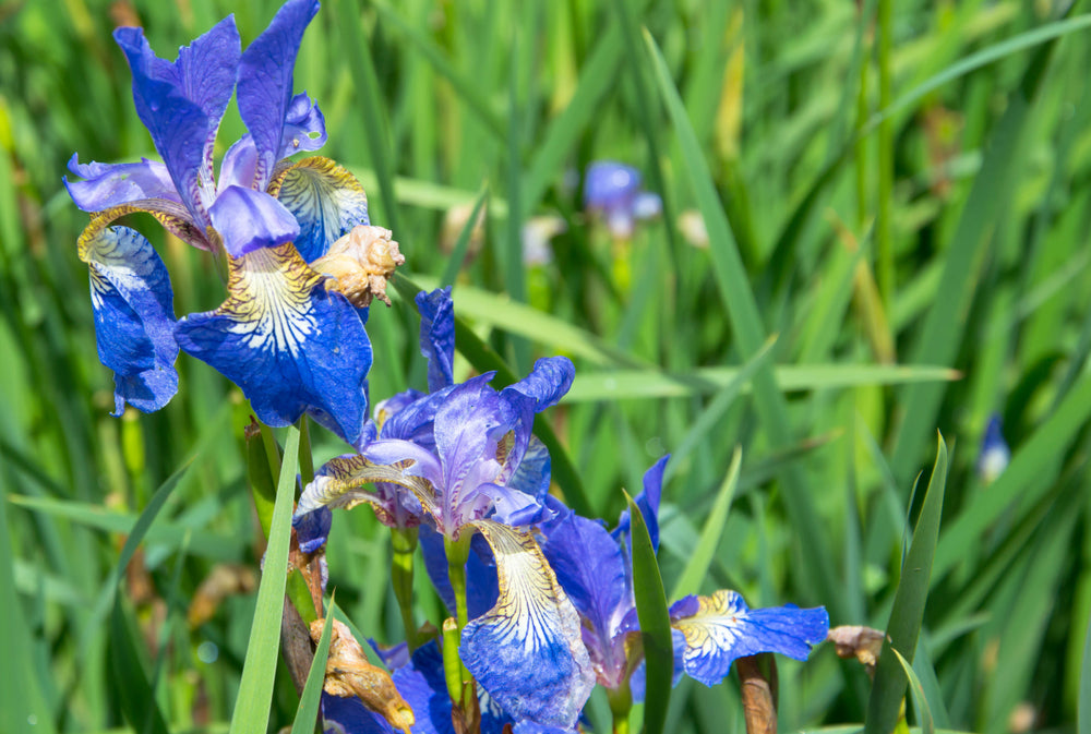 Iris Setosa 'Bog Iris' - BP067 Packs