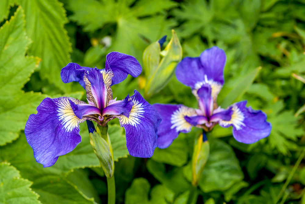 Iris Setosa 'Bog Iris' - BP067 Packs
