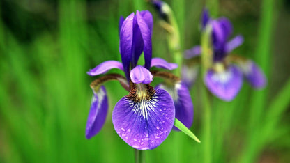 Iris Setosa 'Bog Iris' - BP067 Packs