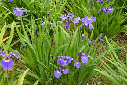 Iris Setosa - Marginal Pond Plants - BP067