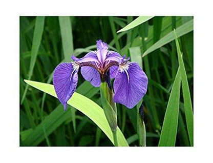 Iris Setosa - Marginal Pond Plants - BP067