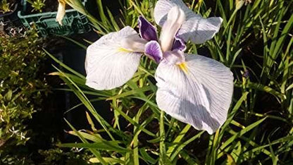 Iris ensata 'Fortune' - Marginal Pond Plants - BP059