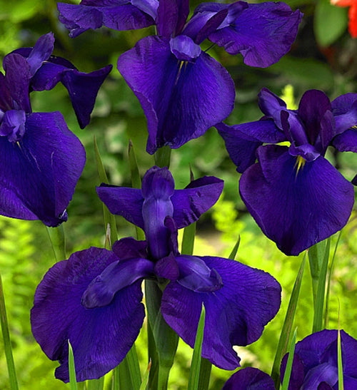 Iris ensata 'Loyalty' - BP064 Packs