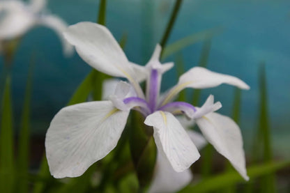 Iris laevigata ‘Snowdrift’ - Marginal Pond Plants - MP049