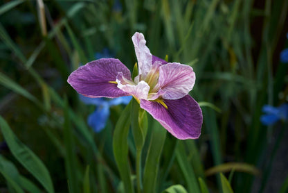 Iris Louisiana 'Colorific' - Marginal Pond Plants - MP053