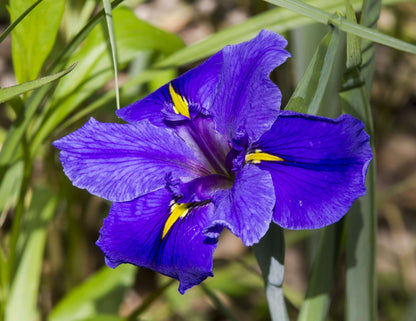 Iris louisiana ‘Pegaletta’ - Marginal Pond Plants - MP056