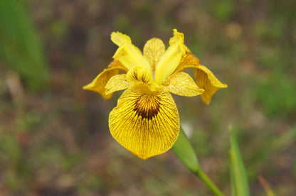 Iris pseudacorus 'Berlin Tiger' - Marginal Pond Plants - MP059