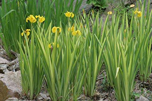 Iris pseudacorus variegata (Variegated) - Marginal Pond Plants - MP058