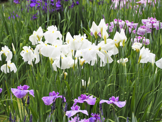 Iris Ensata "Dramatic Moment" - BP054 Packs