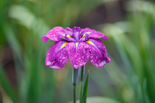 Iris ensata "Eileens Dream" - BP055 Packs
