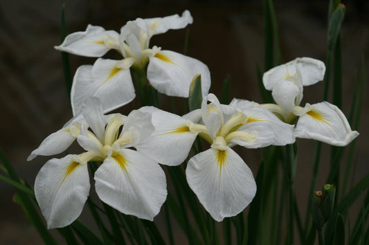 Iris Ensata "Goldbound" - BP062 Packs