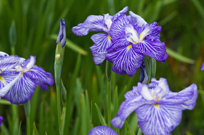 Iris Ensata "Greywoods Catrina" - BP061 Packs