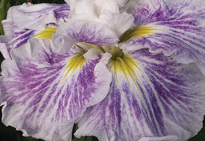 Iris Ensata "Angel Mountain" - BP052 Packs