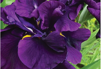 Iris ensata "Eileens Dream" - BP055 Packs