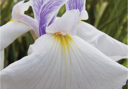 Iris Ensata Emotion - BP057 Packs