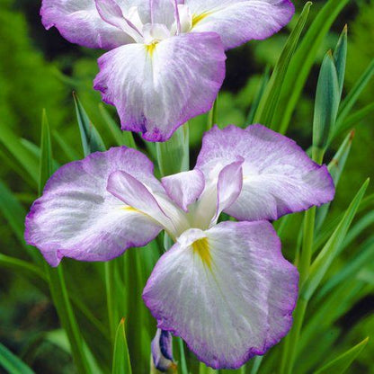 Iris Ensata 'Gracieuse' - BP060 Packs