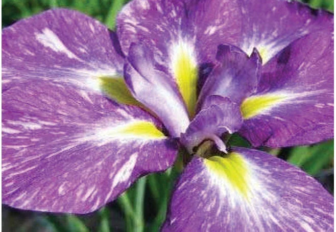 Iris Ensata "Laughing Lion" - BP065 Packs